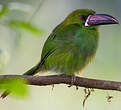 Toucanet à croupion rouge