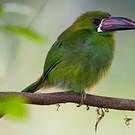 Toucanet à croupion rouge