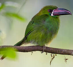 Toucanet à croupion rouge