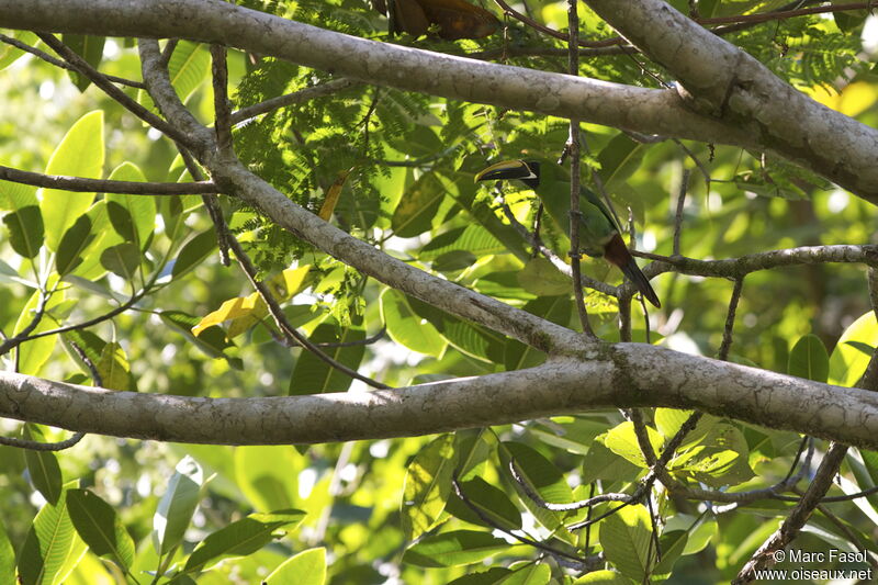 Toucanet à gorge noireadulte, identification