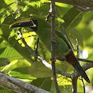 Toucanet à gorge noire