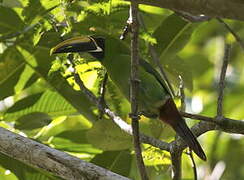 Black-throated Toucanet