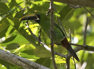 Toucanet à gorge noire