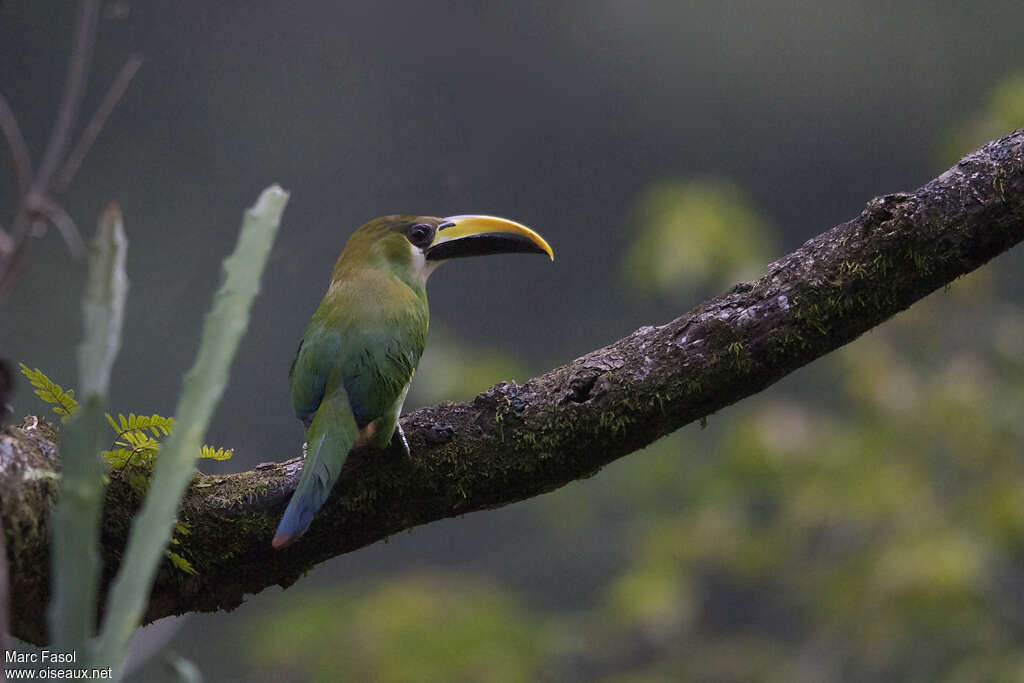 Toucanet émeraudeadulte