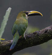 Toucanet émeraude