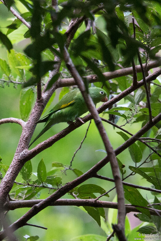 Toui à ailes jaunesadulte, identification, mange