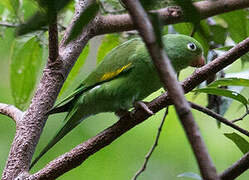 Yellow-chevroned Parakeet