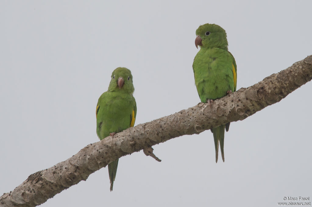 Yellow-chevroned Parakeetadult