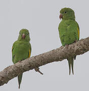 Yellow-chevroned Parakeet