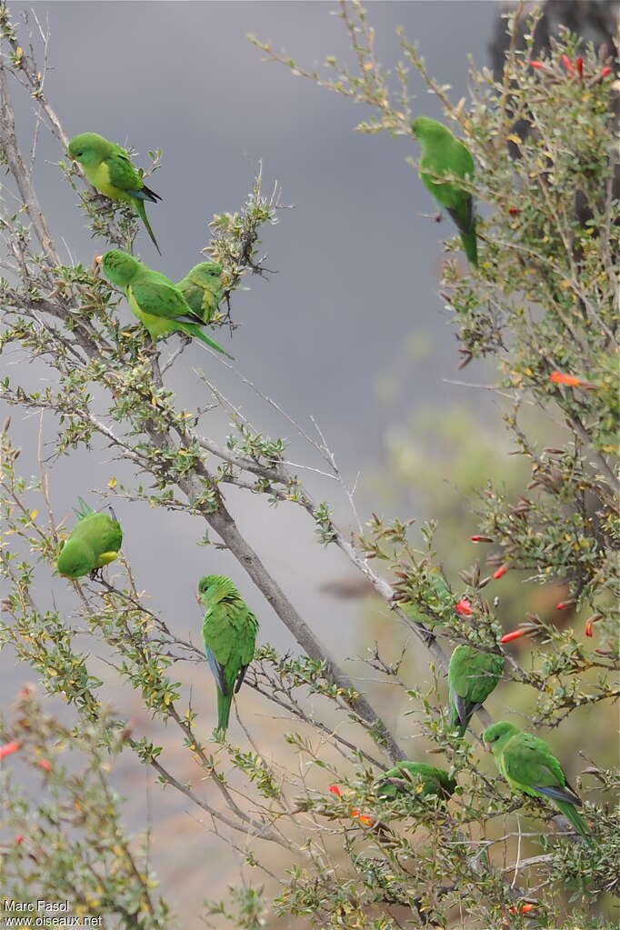 Mountain Parakeetadult, identification, feeding habits, Behaviour