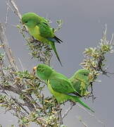 Mountain Parakeet