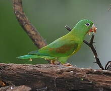 Orange-chinned Parakeet