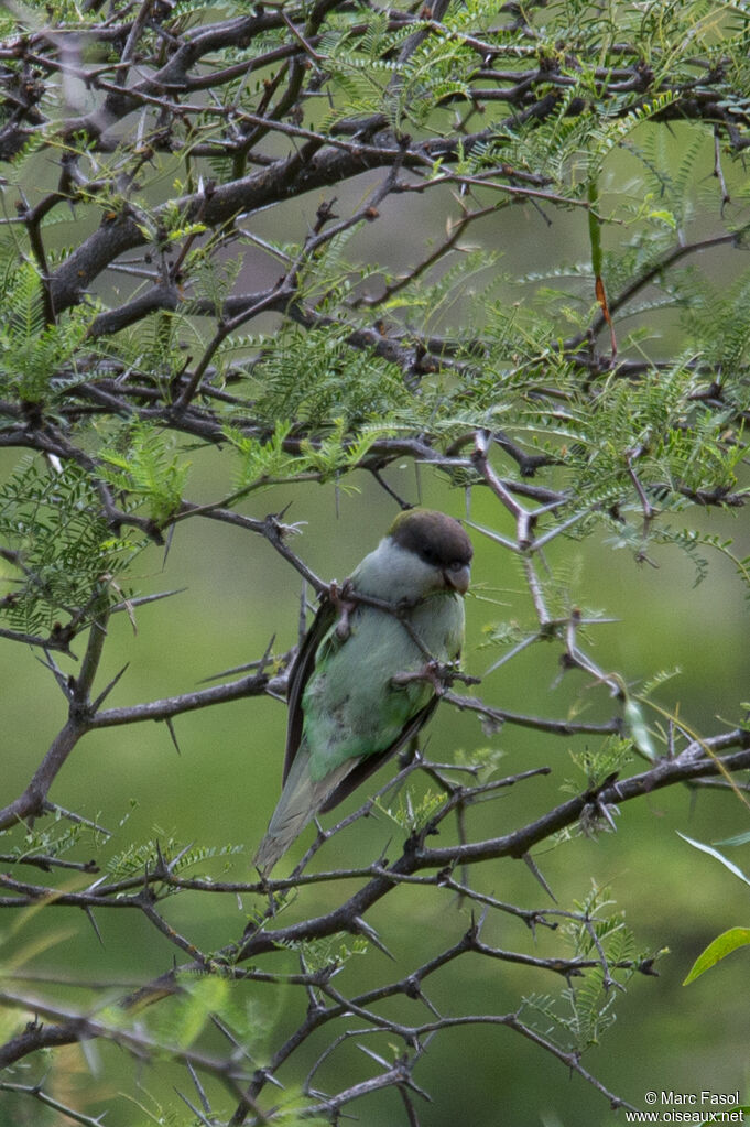 Grey-hooded Parakeetadult, eats