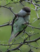 Grey-hooded Parakeet