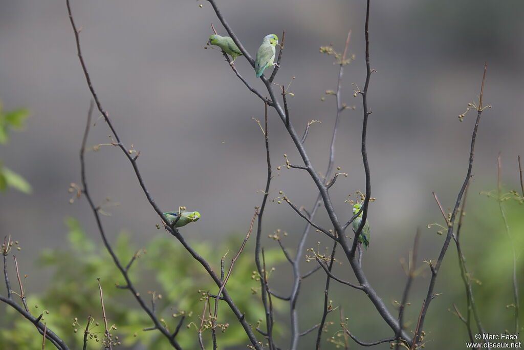 Pacific Parrotletadult, identification, feeding habits, Behaviour