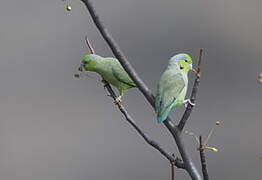 Pacific Parrotlet