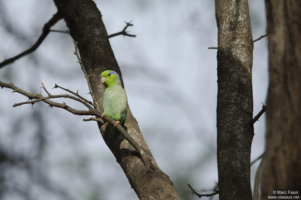 Pacific Parrotletadult, identification