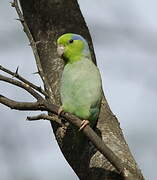 Pacific Parrotlet