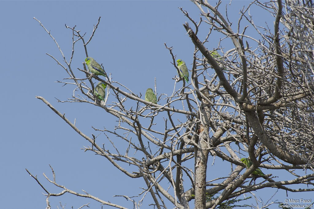 Pacific Parrotletadult, identification