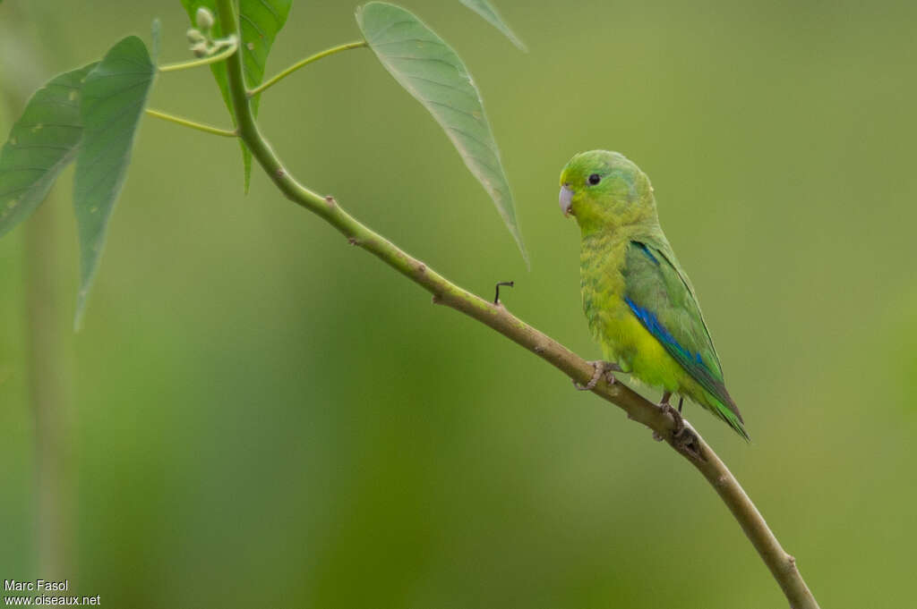 Toui de Spix mâle adulte, identification