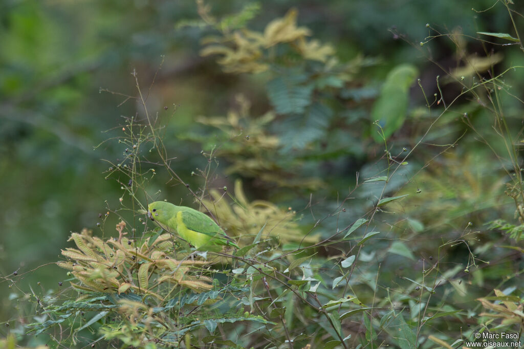 Cobalt-rumped Parrotletadult, eats