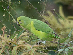 Blue-winged Parrotlet