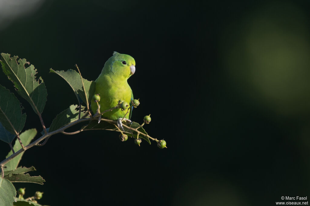 Toui de Spix mâle adulte, mange