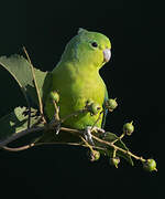 Cobalt-rumped Parrotlet