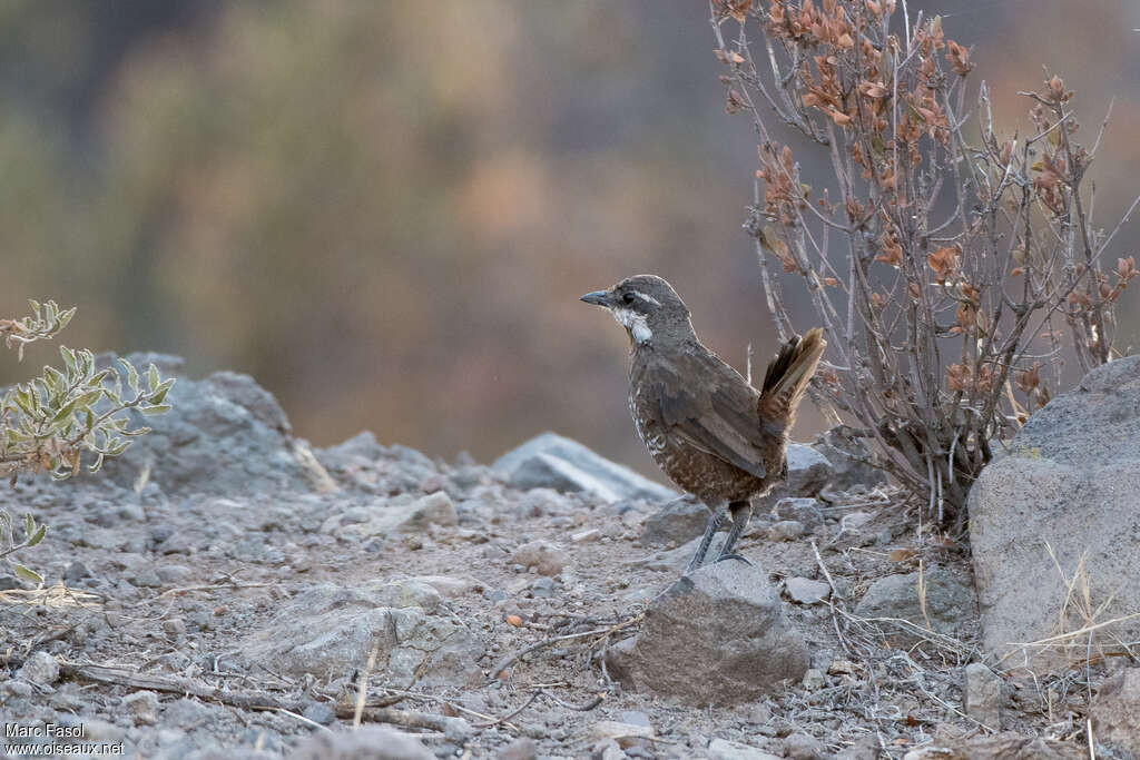 Moustached Turcaadult, identification