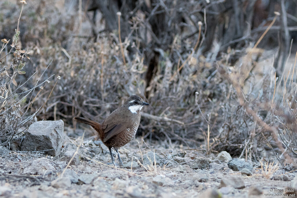 Moustached Turcaadult, identification