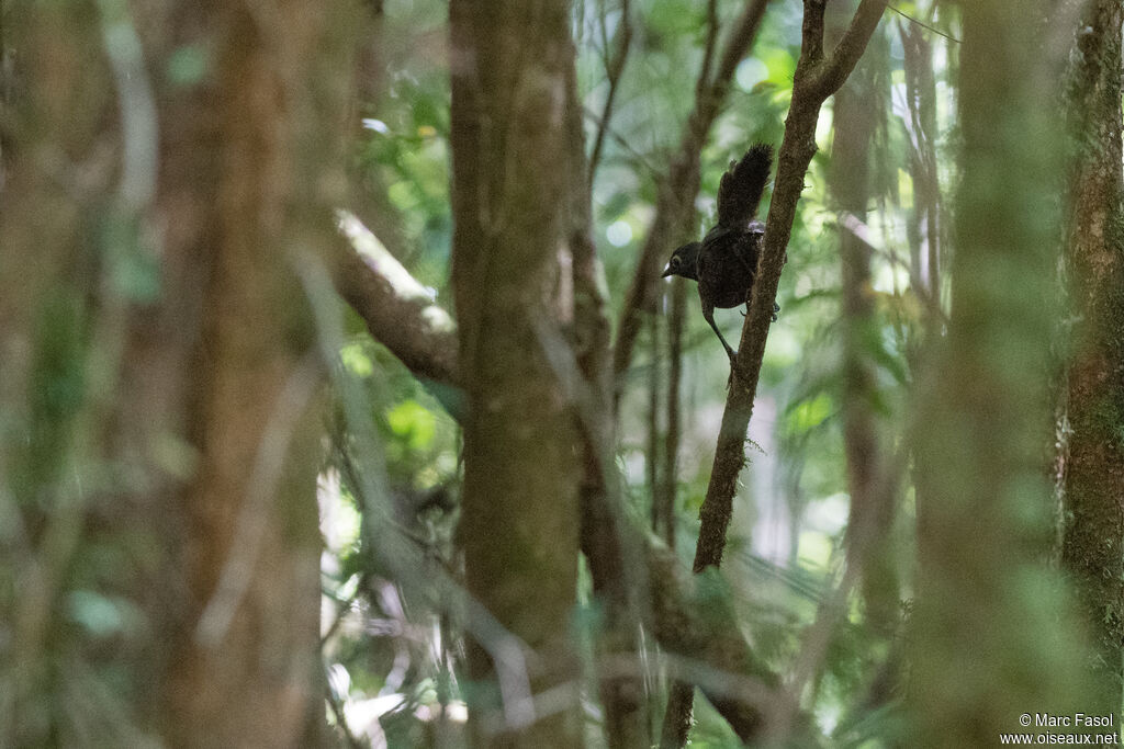 Black-throated Huet-huetadult, identification