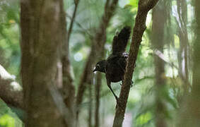 Black-throated Huet-huet