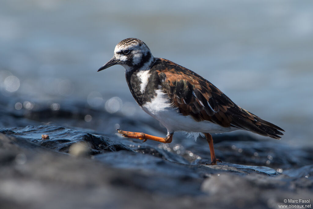 Ruddy Turnstoneadult breeding, walking