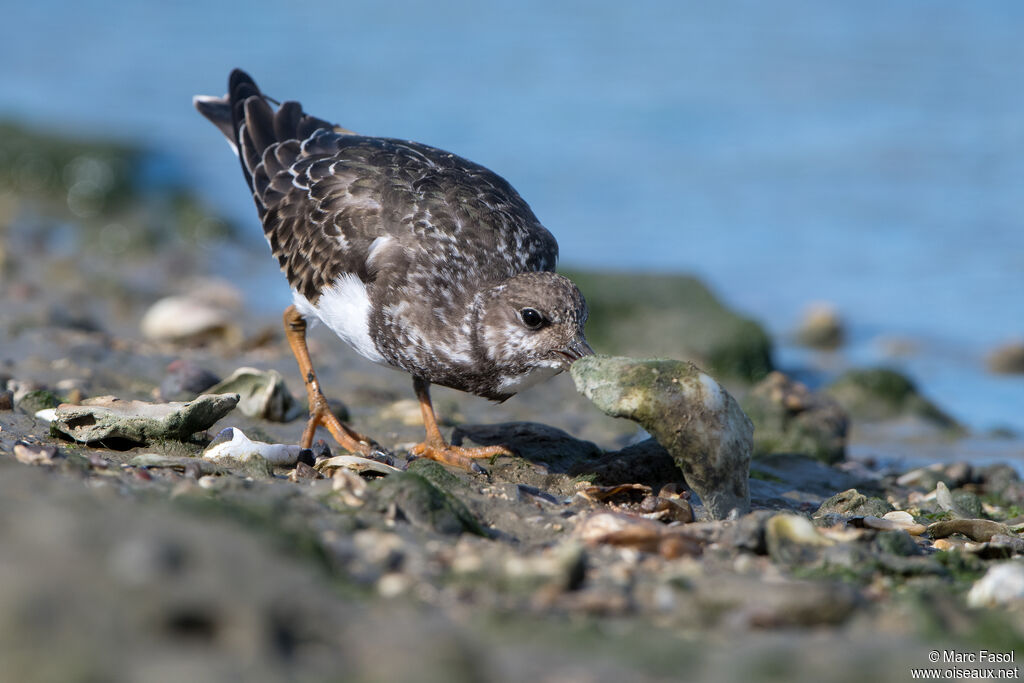 Tournepierre à collieradulte internuptial, identification, camouflage, pêche/chasse