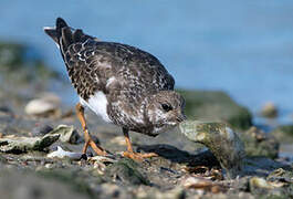 Ruddy Turnstone