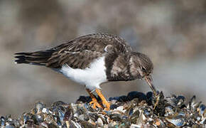 Ruddy Turnstone