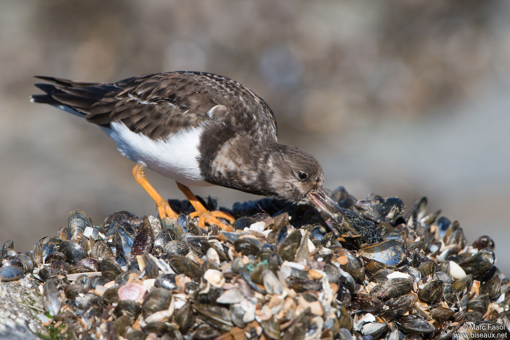 Ruddy Turnstoneadult post breeding, identification, feeding habits, eats