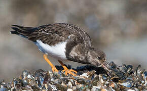 Ruddy Turnstone