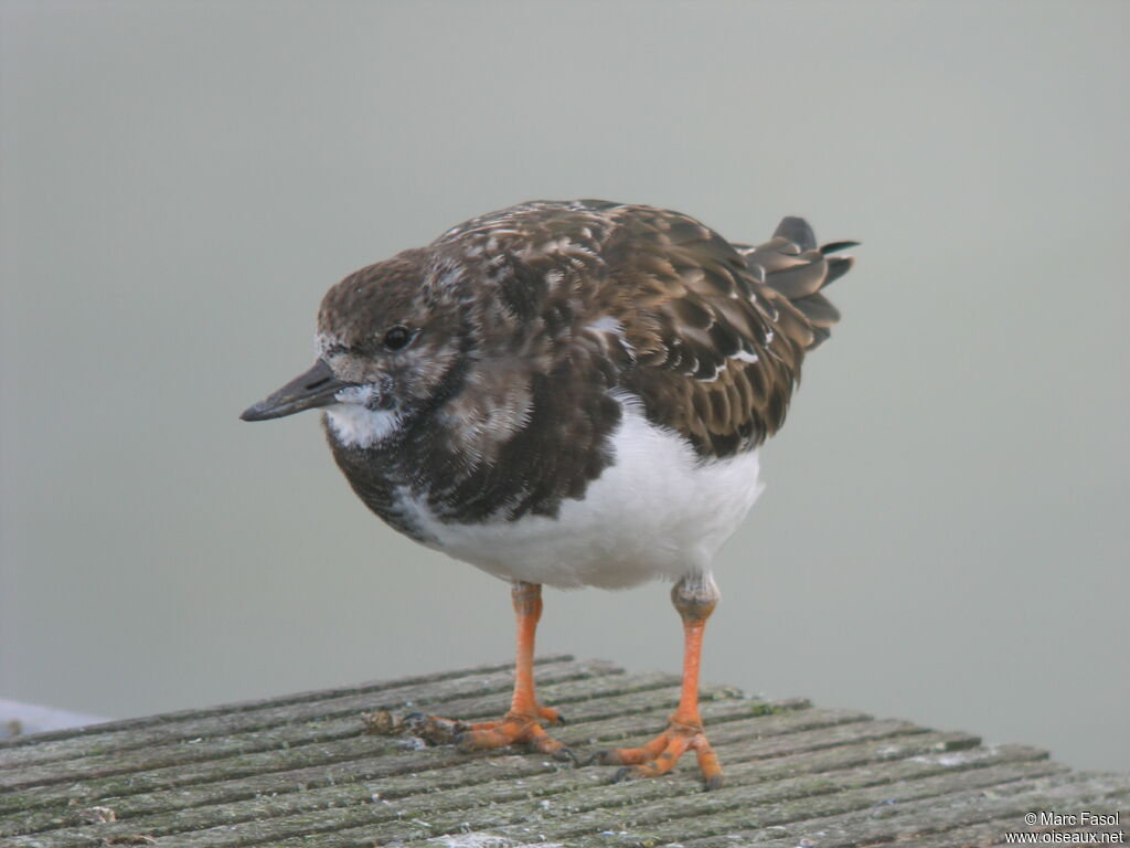 Ruddy Turnstoneadult post breeding, identification