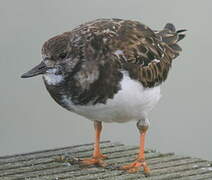 Ruddy Turnstone