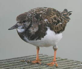 Tournepierre à collier