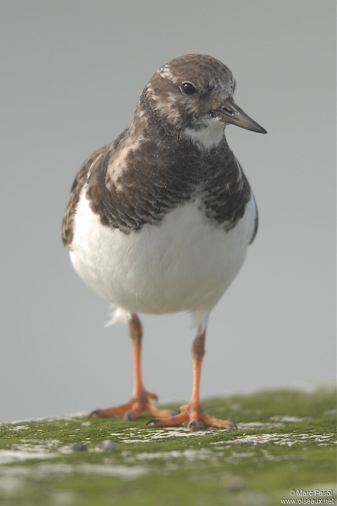 Ruddy Turnstoneadult post breeding, identification