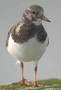 Ruddy Turnstone