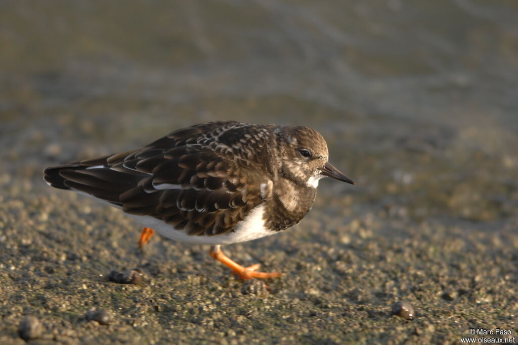 Ruddy Turnstoneadult post breeding, identification