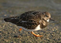 Ruddy Turnstone