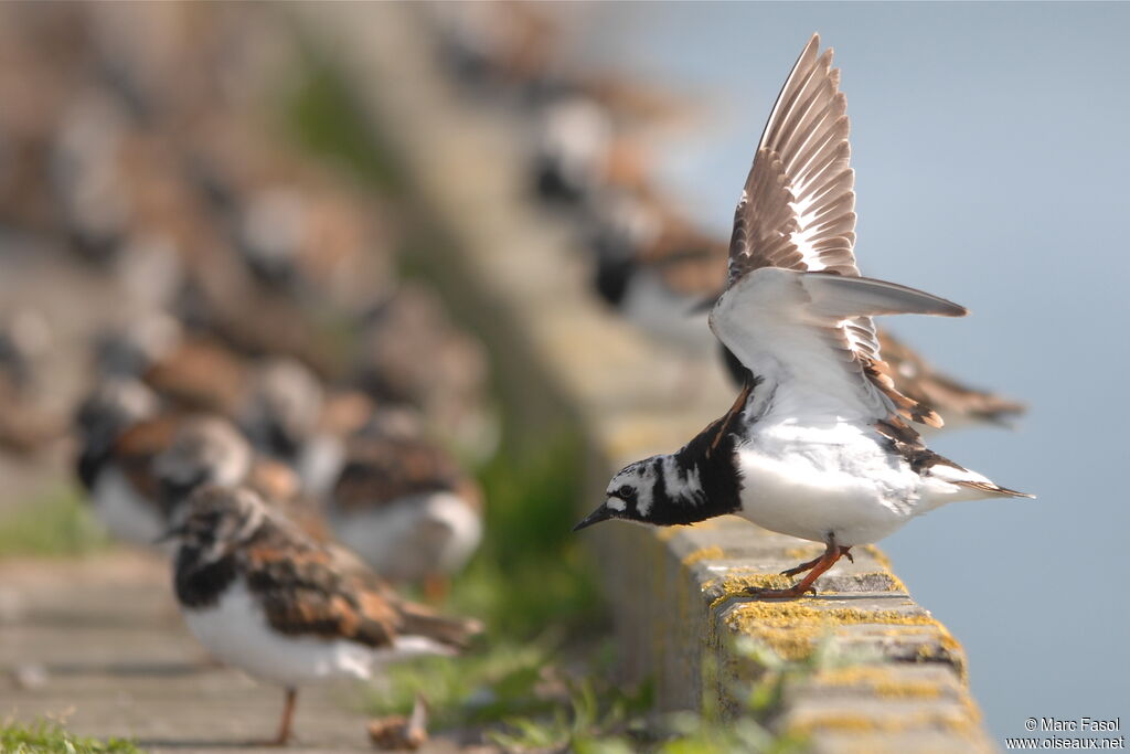 Ruddy Turnstoneadult post breeding, identification