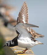 Ruddy Turnstone