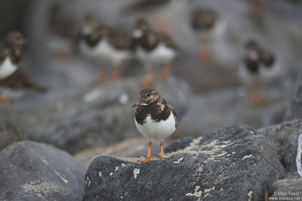 Ruddy Turnstone, identification, Behaviour