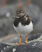 Ruddy Turnstone