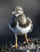 Ruddy Turnstone